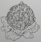 Hydrangeaform