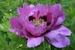 Rockii Peony: AO YUN