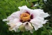 Rockii Peony: BAI LANG FAN JIN