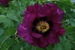 Rockii Peony: BING XIN ZI