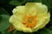 Rockii Peony: Gelbe aus Riga