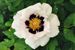 Rockii Peony: GUAN YIN DOU