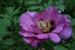 Rockii Päonie | Pfingstrose : HONG LIAN