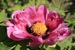 Rockii Peony: JIU ZI ZHEN QIU HONG