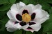 Rockii Peony: SHU SHENG PENG MO