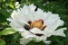 Rockii Peony: XUE HAI BING XIN