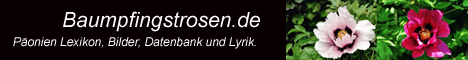 Viele Informationen, Pflanztipps, Lexikon, Datenbank, Bilder, Downloads, Gedichte und Legenden über Päonien Baumpfingstrosen.de