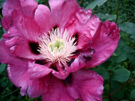 kastrierte Pfingstrosen Blüte ohne Pollen