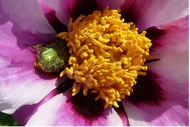 Der Rosenkäfer ist vielerorts ein für züchterische Arbeiten unerwünschter und störender Pollenüberträger