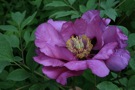 Roter Lotus; red lotus
