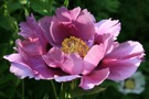 Leuchtender Kelch; cup glittering in dark