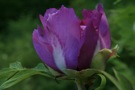 Purpurfarbener Lotus; purple lotus