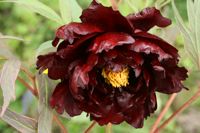 Paeonia lutea: Black Pirate