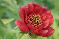 Paeonia delavayi