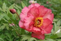 Paeonia lutea: Hesperus